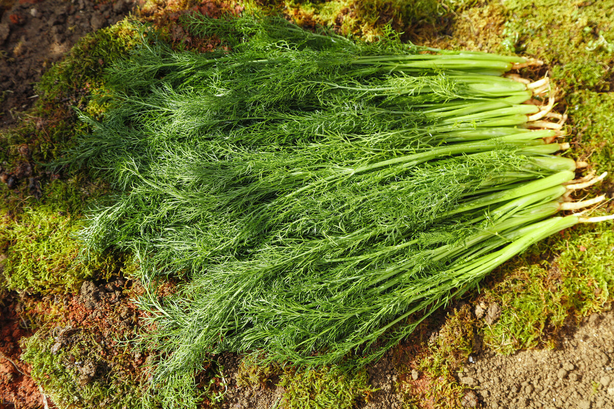 明日小雪，这一宝比补药强！暖身养胃，老人小孩要多吃