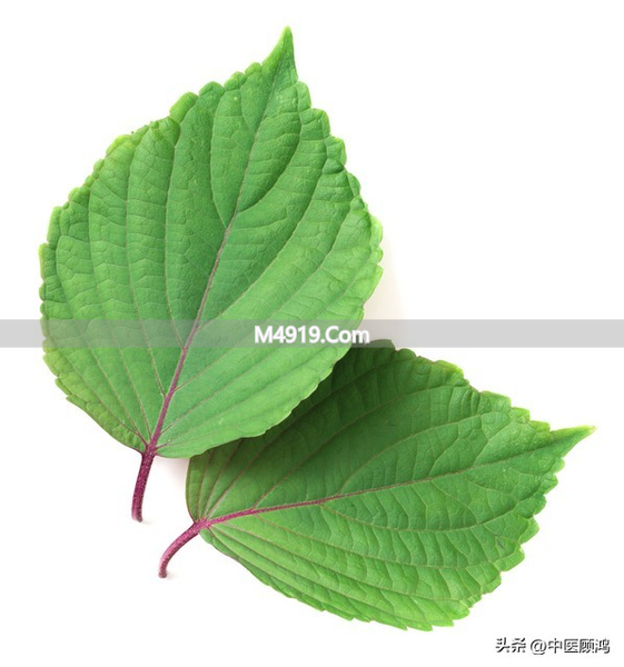 干咳热咳症状全解析，凉燥温燥辨别及对应中医方剂