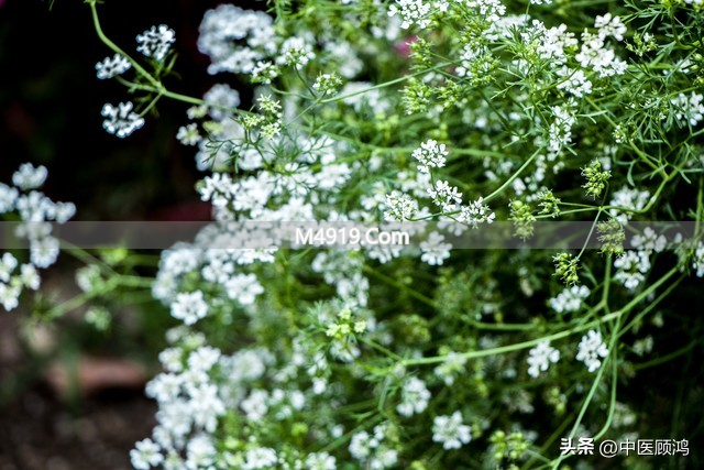 干咳热咳症状全解析，凉燥温燥辨别及对应中医方剂