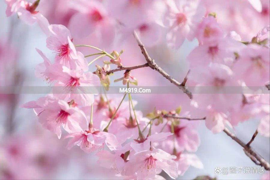 一个中年女人心里有你，才会给你发这些消息，别错过_一个中年女人心里有你，才会给你发这些消息，别错过_