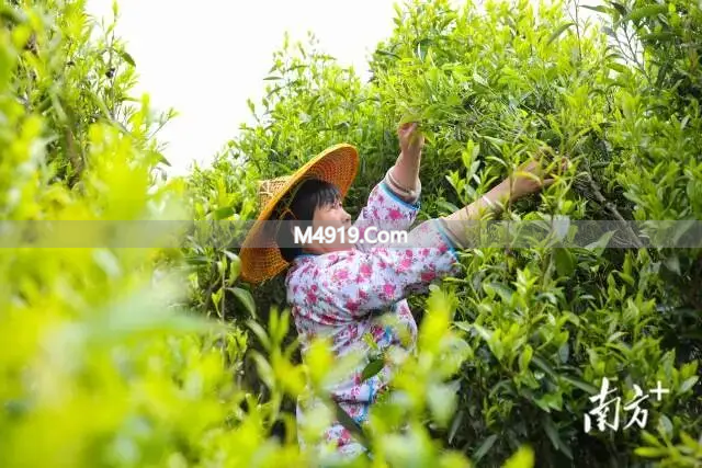 饶平春茶行天下：两岸茶文化交流，推动茶叶产业发展