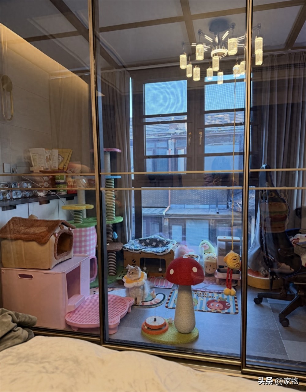 江苏姑娘为小猫打造猫房，解决掉毛拆家困扰超有爱