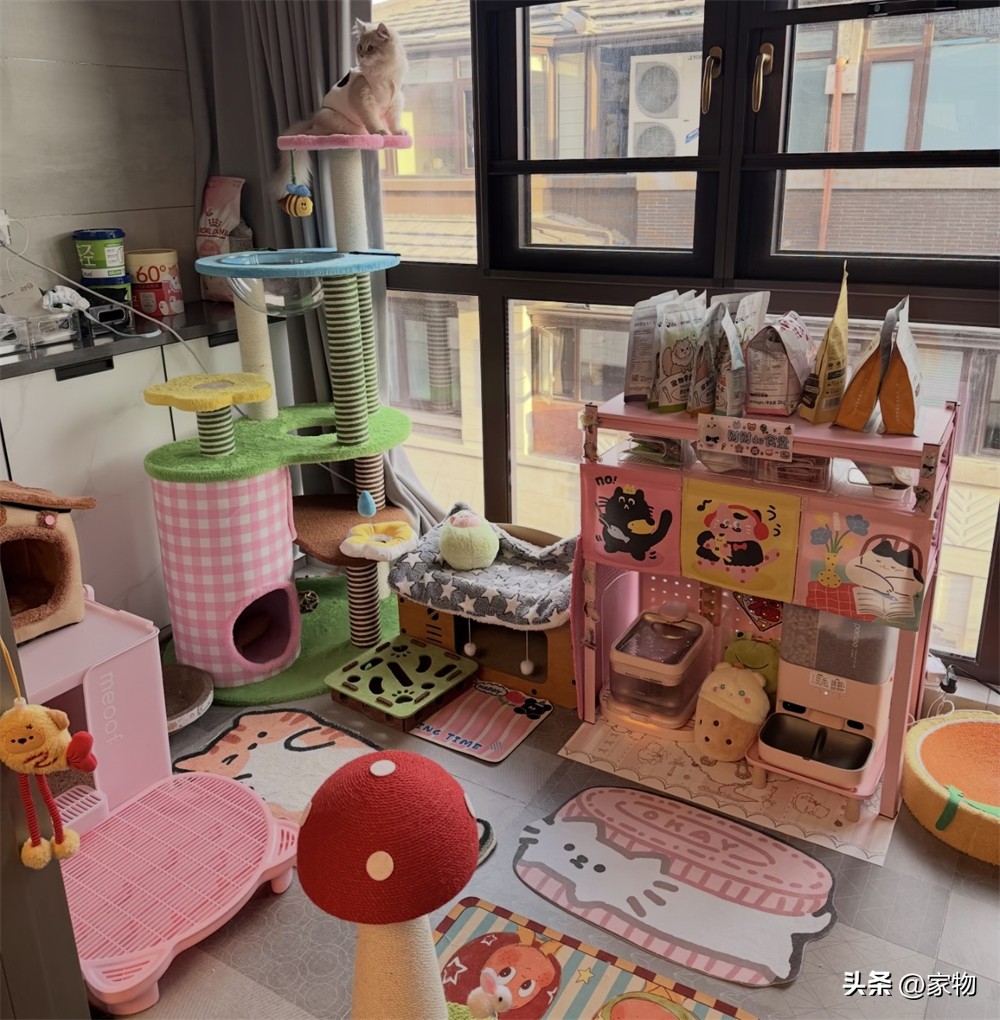 江苏姑娘为小猫打造猫房，解决掉毛拆家困扰超有爱