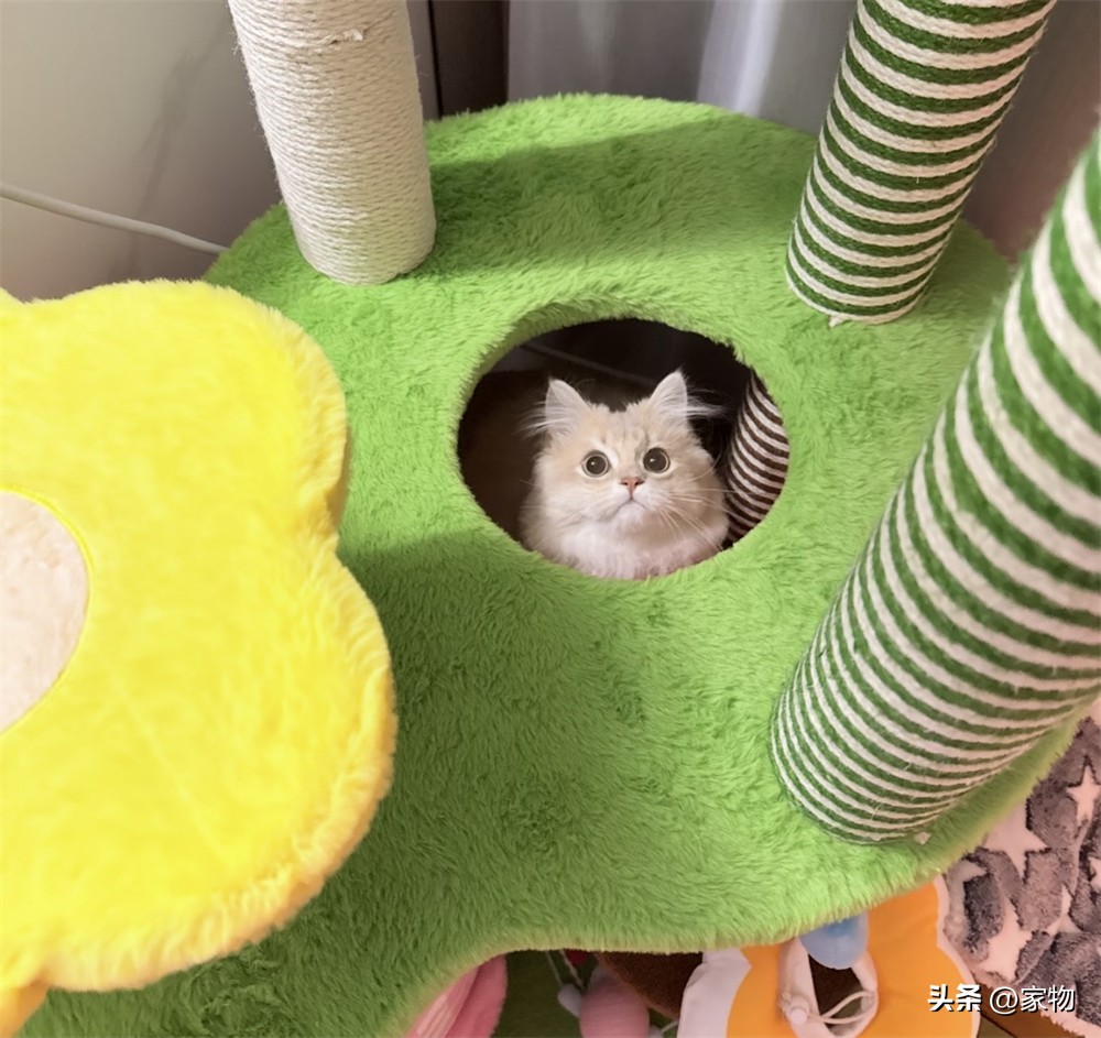 江苏姑娘为小猫打造猫房，解决掉毛拆家困扰超有爱