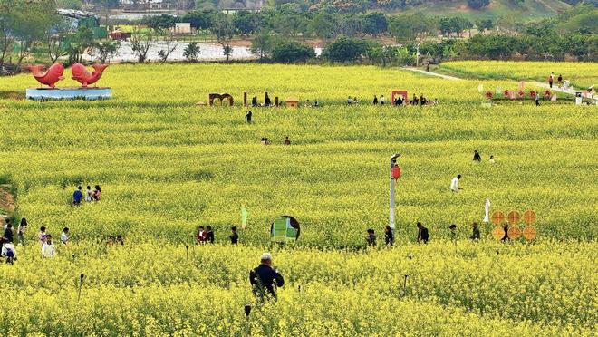 春节假期文旅火热，深圳光明区凭什么“圈粉”？__春节假期文旅火热，深圳光明区凭什么“圈粉”？