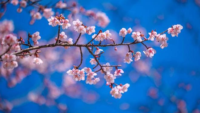 2026太湖鼋头渚樱花节3月1日启幕，花期长活动多