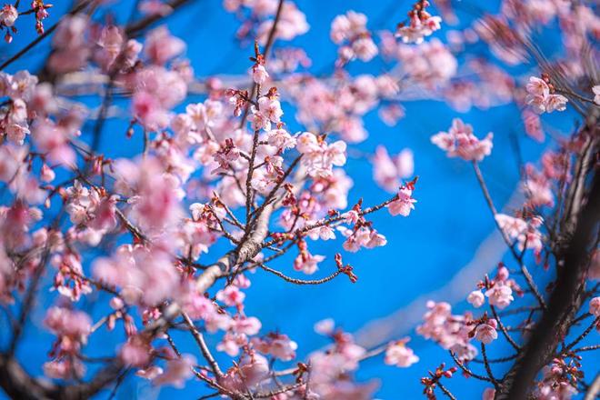 2026太湖鼋头渚樱花节3月1日启幕，花期长活动多