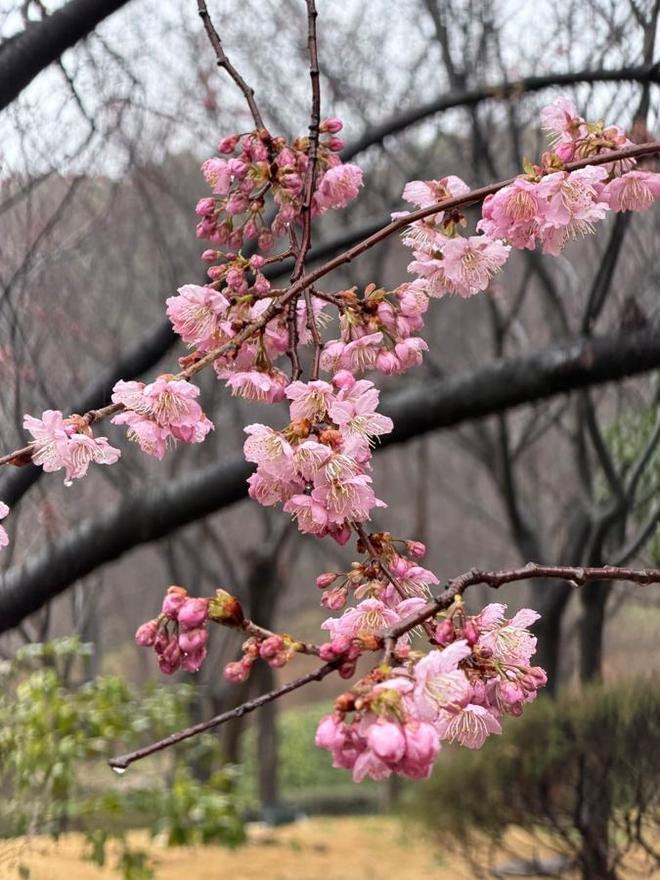 2026太湖鼋头渚樱花节3月1日启幕，花期长活动多