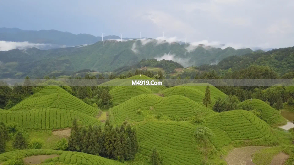 贵州雷山茶叶首次出口越南 2000份春茶香飘海外