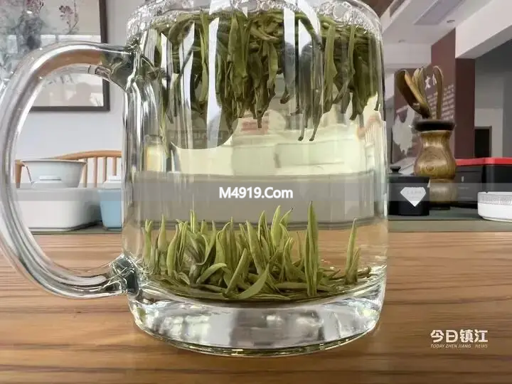 长山剑毫新茶开采 今年芽头肥 鲜爽度更高