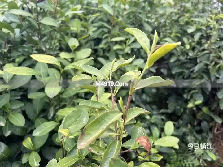 长山剑毫新茶开采 今年芽头肥 鲜爽度更高