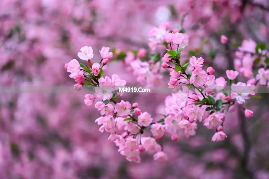 思念情人的心里话：想你念你，一生痴迷不变