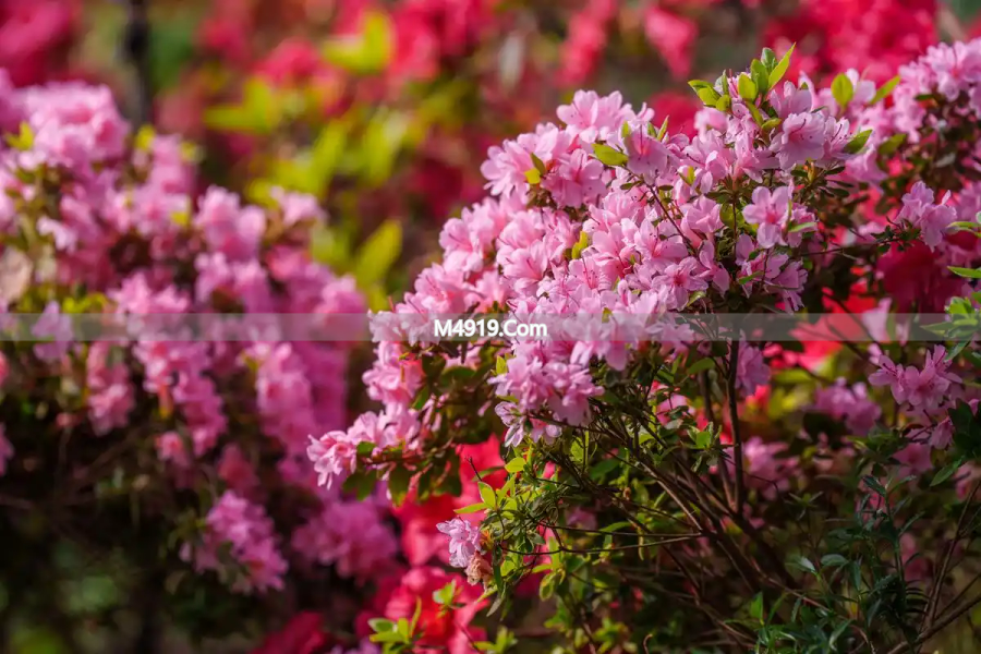 思念情人的心里话：想你念你，一生痴迷不变