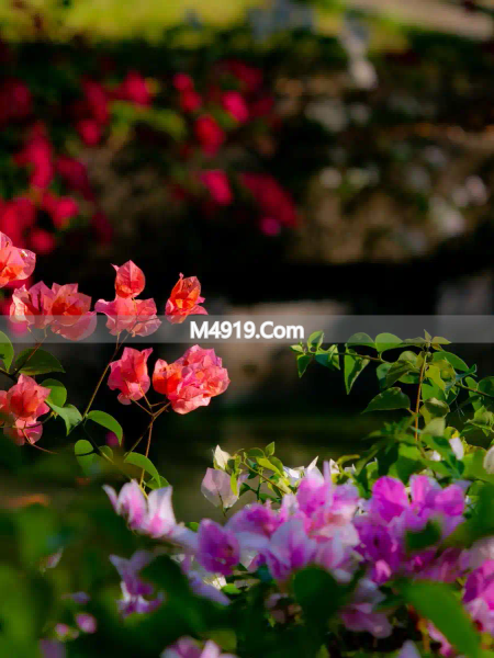 思念情人的心里话：想你念你，一生痴迷不变