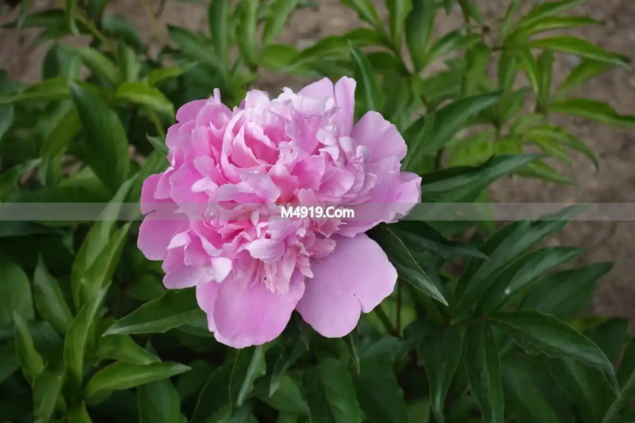 真心爱过的人，一辈子都不会忘记