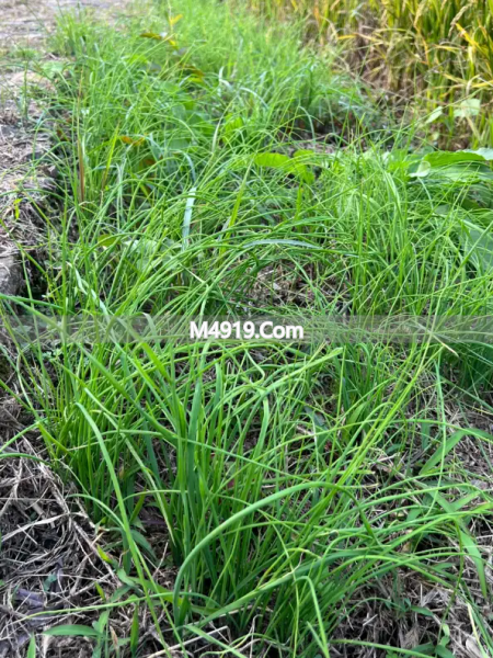 衢州春日野葱水芹 雨后第一茬鲜味菜
