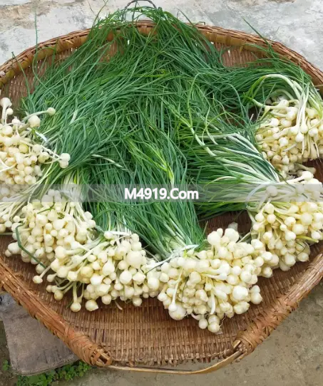 衢州春日野葱水芹 雨后第一茬鲜味菜